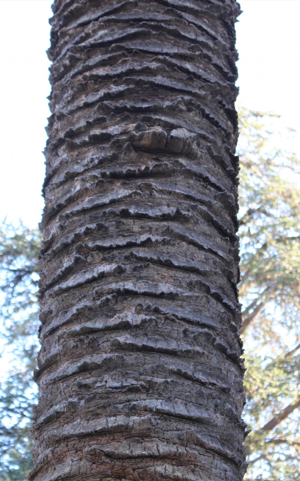 Bark
